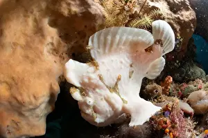 Marine Nature Prints: Reefscape - Bangka Island