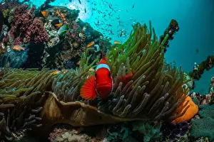 Marine Nature Prints: Reefscape - Bangka Island