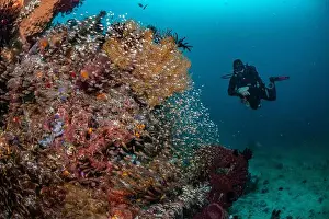 Marine Nature Prints: Reefscape - Bangka Island