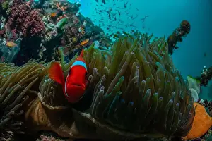 Marine Nature Prints: Reefscape - Bangka Island