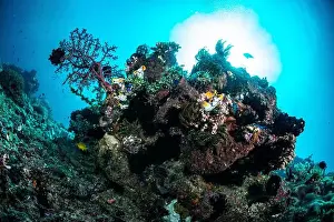 Marine Nature Prints: Reefscape - Bangka Island