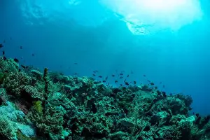 Marine Nature Prints: Reefscape - Bangka Island