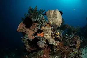 Marine Nature Prints: Reefscape - Bangka Island