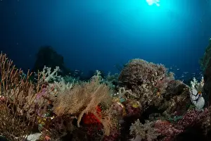 Marine Nature Prints: Reefscape - Bangka Island