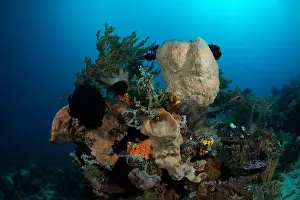Marine Nature Prints: Reefscape - Bangka Island