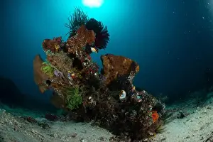Marine Nature Prints: Reefscape - Bangka Island