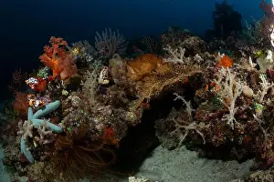 Marine Nature Prints: Reefscape - Bangka Island