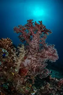 Marine Nature Prints: Reefscape - Bangka Island
