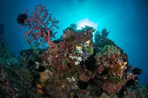 Marine Nature Prints: Reefscape - Bangka Island