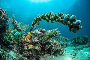 Marine Nature Prints: Reefscape - Bangka Island