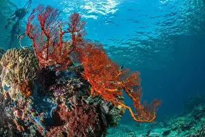 Marine Nature Prints: Reefscape - Bangka Island