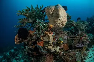 Marine Nature Prints: Reefscape - Bangka Island