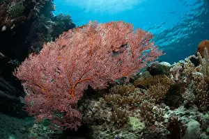 Marine Nature Prints: Reefscape - Bangka Island