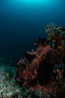 Marine Nature Prints: Reefscape - Bangka Island
