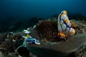 Marine Nature Prints: Reefscape - Bangka Island