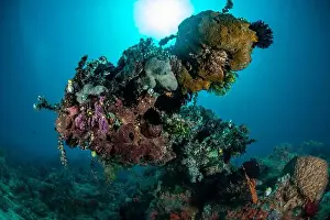 Marine Nature Prints: Reefscape - Bangka Island