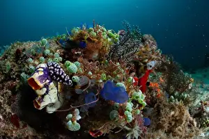 Marine Nature Prints: Reefscape - Bangka Island