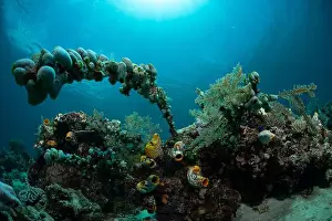 Marine Nature Prints: Reefscape - Bangka Island