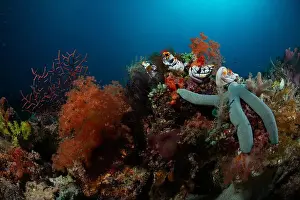 Marine Nature Prints: Reefscape - Bangka Island