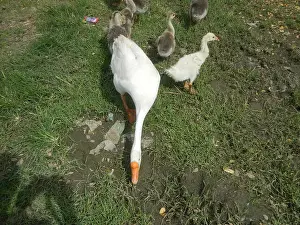 Geese Prints: This refers to a photograph or image of geese in the Philippines
