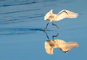 Great Green Prints: Reflection of an egret trying to catch fish in the water