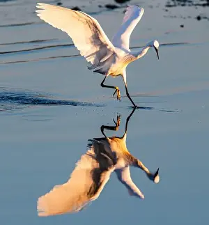 Great Green Prints: Reflection of an egret trying to catch fish in the water