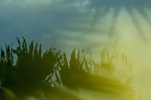 Reflecting Prints: The reflection of trees in the water of ponds is made from sunlight rays that bounce off the trees