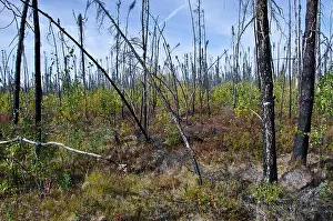 Boreal Prints: Regrowth of forest after fire along Taylor Highway south of Chicken, Alaska