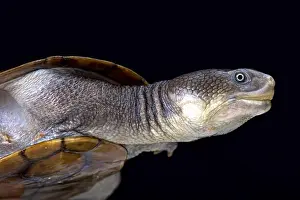 Reimann's snake-necked turtle (Chelodina reimanni)