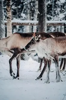 Boreal Prints: Reindeer in animal enclosure in Ranua, Lapland