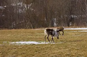 Hooves Prints: A reindeer feeding on grass in a snowy field