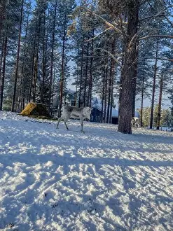 Log Cabin Prints: A reindeer in Finnish Lapland in Levi