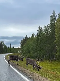 Water Reflections Prints: reindeer on a Finnish road, Lapland