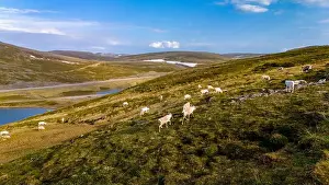 Reindeer Grazing in Norway's Scenic Highlands, North Cape or Nordkapp, Norway
