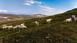Winding Road Prints: Reindeer Grazing in the Norwegian Highlands, North Cape or Nordkapp, Norway