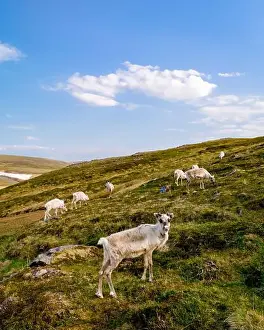 North Cape Prints: Reindeer Grazing in the Norwegian Highlands, North Cape, Nordkapp, Norway