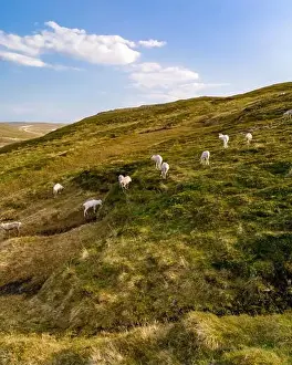 Green Mountain Prints: Reindeer Grazing on a Norwegian Hillside, North Cape, Nordkapp, Norway