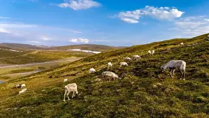 Distant Mountains Prints: Reindeer Grazing on a Norwegian Hillside, North Cape, Nordkapp, Norway