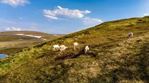 North European Prints: Reindeer Grazing on a Norwegian Hillside, North Cape, Nordkapp, Norway