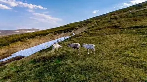 Mountainside Prints: Reindeer Grazing on a Norwegian Mountainside