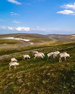 North European Prints: Reindeer Grazing in the Norwegian Wilderness, North Cape or Nordkapp, Norway