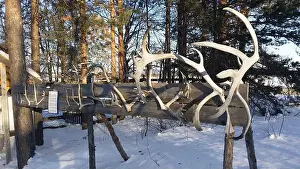 Reindeer Prints: Reindeer horns exposed in a snowy field in northern Sweden