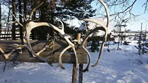 Reindeer Prints: Reindeer horns exposed in a snowy field in northern Sweden