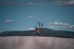 Forest Animal Prints: Reindeer with majestic antlers