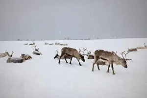 Reindeer Prints: Reindeer in northern Norway walk slowly through a snowy landscape near a Saami camp