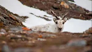 Reindeer Prints: Reindeer, Rangifer tarandus, Gipsvika