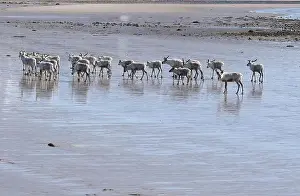 Northern Norway Prints: Reindeer (Rangifer tarandus) at low tide on the beach of the Barents Sea