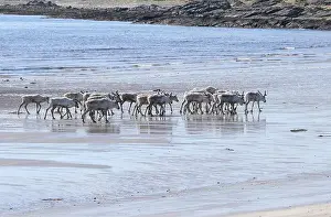 Northern Norway Prints: Reindeer (Rangifer tarandus) at low tide on the beach of the Barents Sea