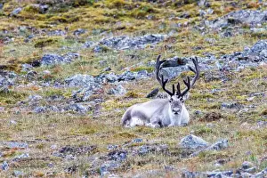 North Pole Prints: Reindeer, Rangifer tarandus, resting on the tundra of Spitsbergen