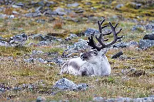North Pole Prints: Reindeer, Rangifer tarandus, resting on the tundra of Spitsbergen